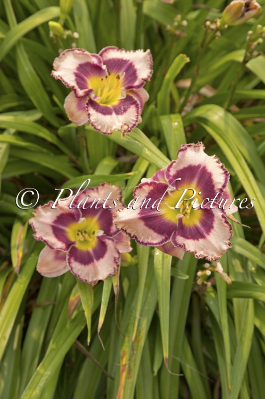 Hemerocallis ‘Sound Of My Heart’