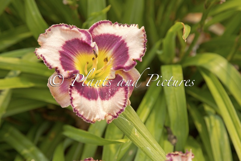 Hemerocallis ‘Sound Of My Heart’