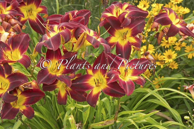 Hemerocallis ‘Persian Ruby’