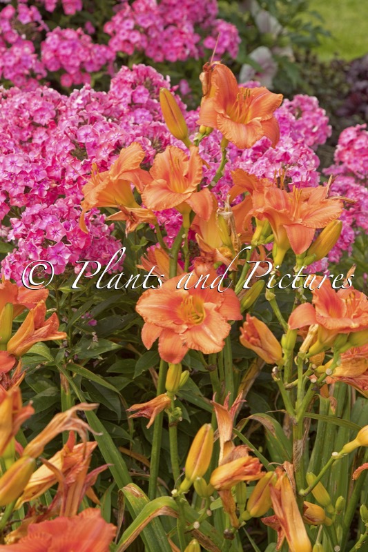 Hemerocallis ‘South Seas’