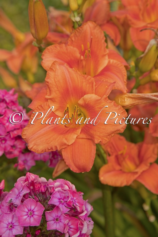 Hemerocallis ‘South Seas’