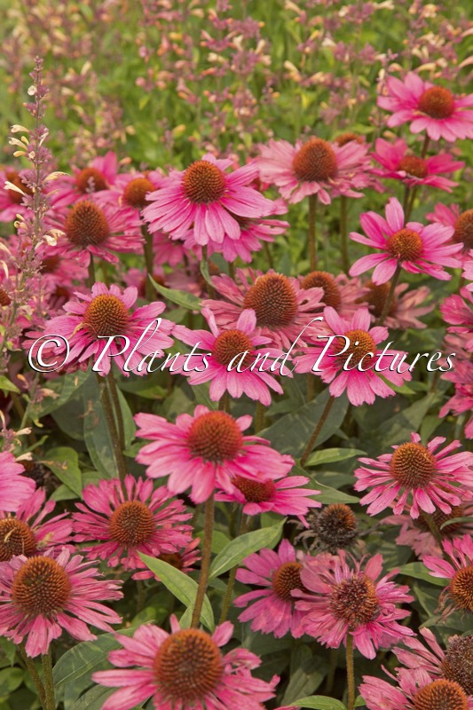 Echinacea ‘Coral Craze’