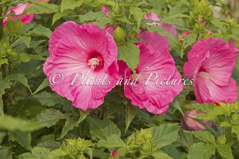 Hibiscus ‘Airbrush Effect’