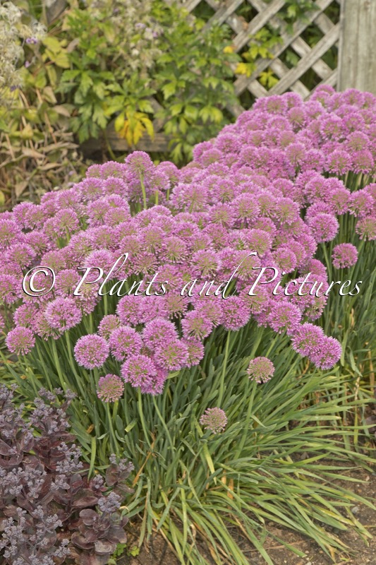 Allium ‘Serendipity’
