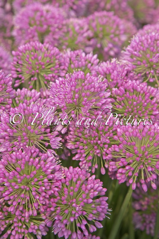 Allium ‘Serendipity’