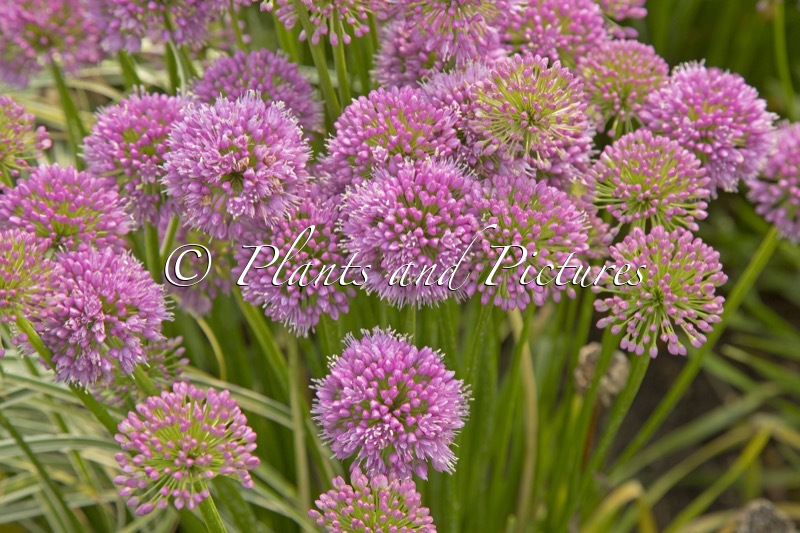 Allium ‘Millenium’