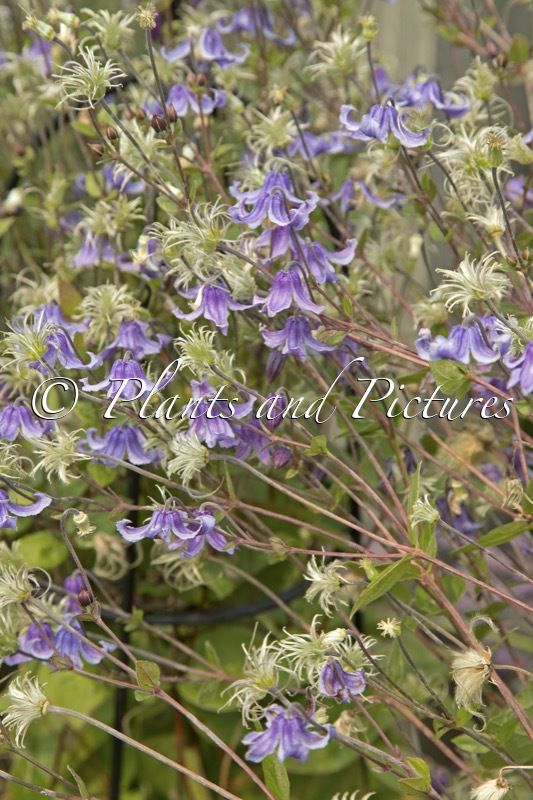 Clematis ‘Stand By Me’