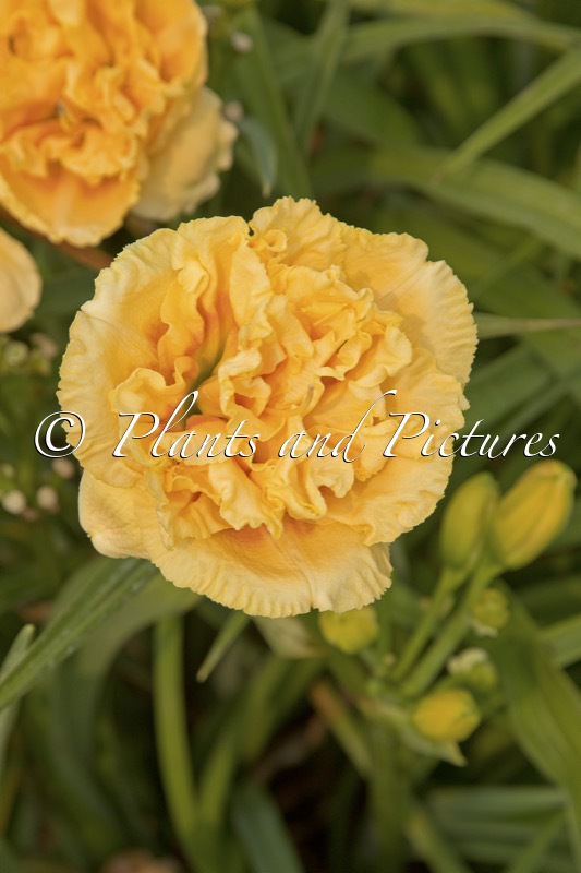 Hemerocallis ‘Siloam Peony Display’