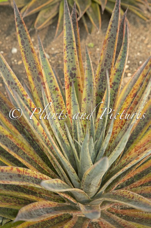 Mangave ‘Pineapple Punch’