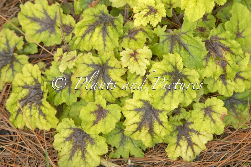 Heucherella ‘Catching Fire’