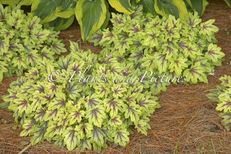 Heucherella ‘Eye Spy’