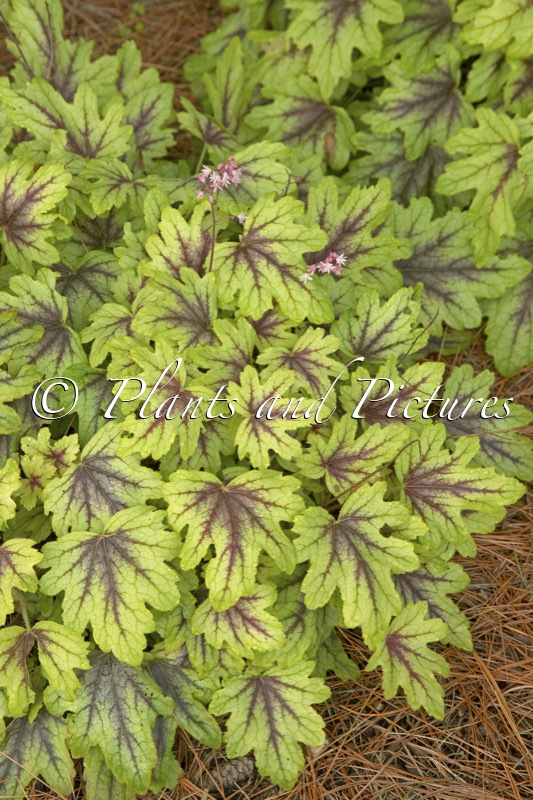 Heucherella ‘Eye Spy’