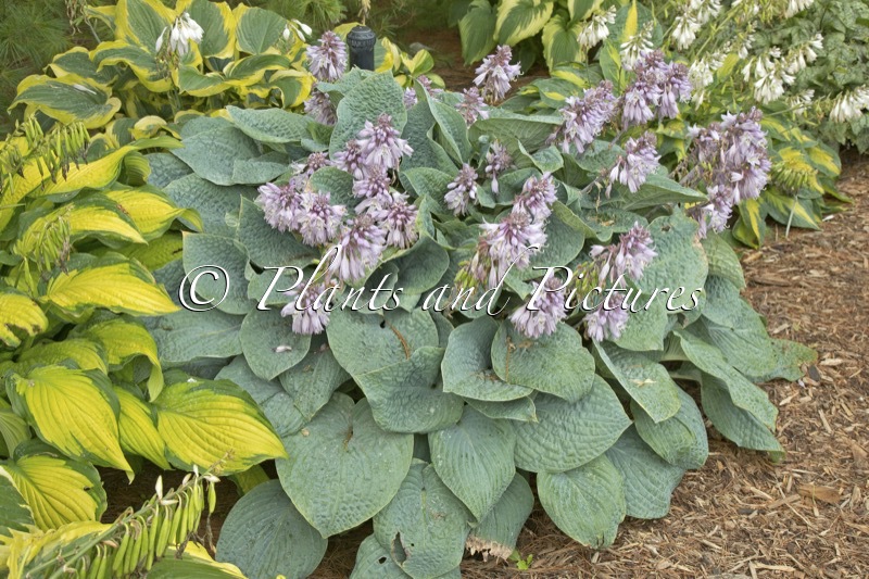 Hosta ‘Blueberry Muffin’