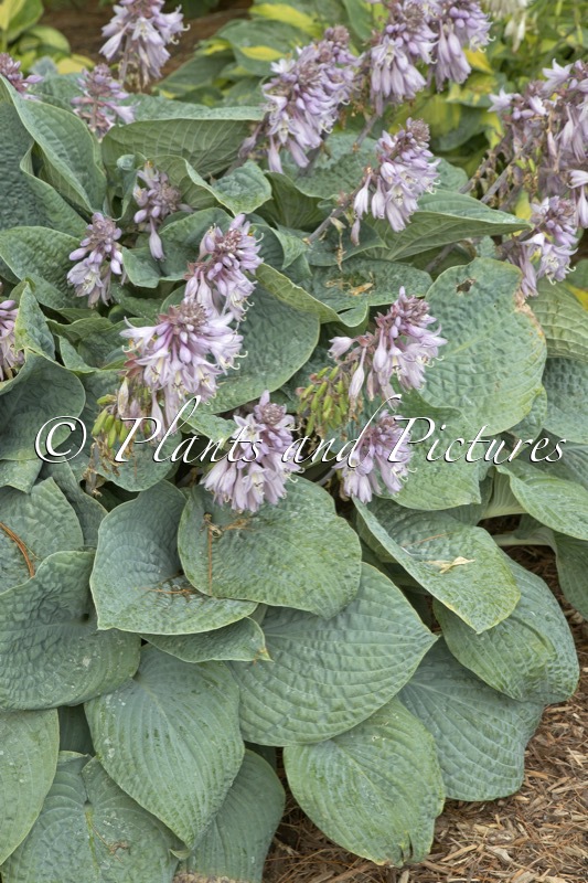 Hosta ‘Blueberry Muffin’