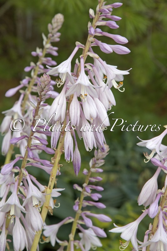 Hosta ‘Miss America’