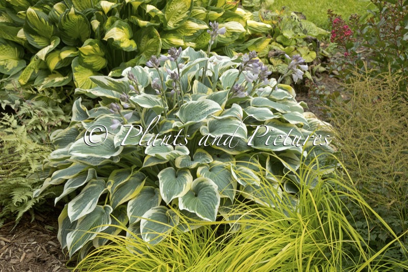 Hosta ‘First Frost’