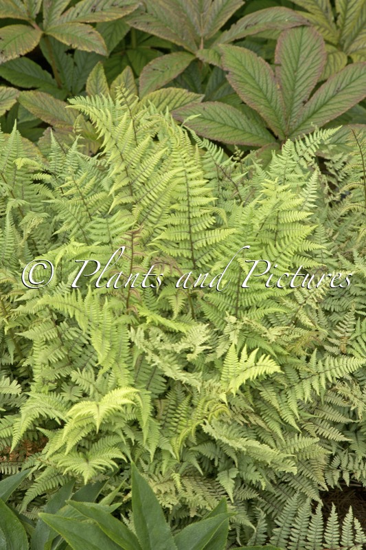 Athyrium ‘Ghost’