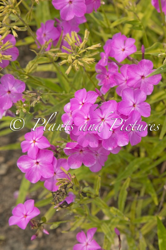 Phlox ‘Opening Act Ultrapink’