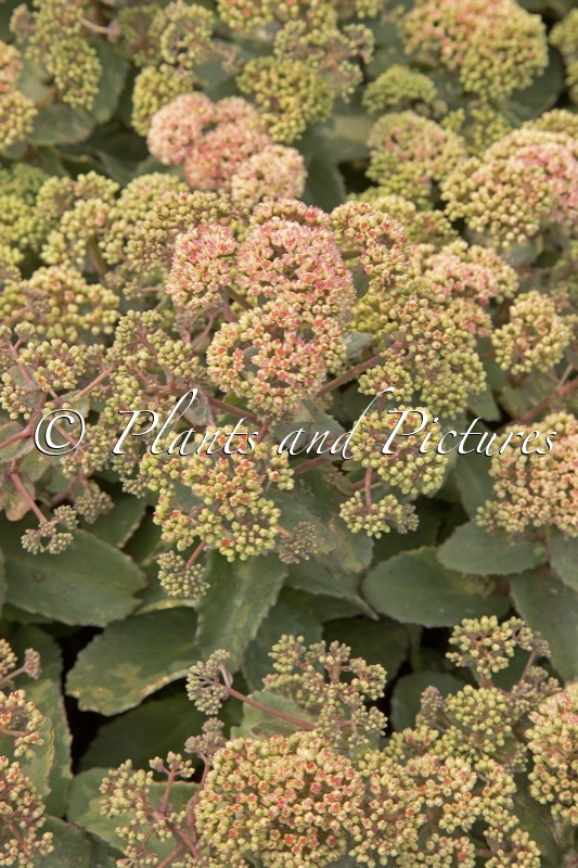Sedum telephium ‘Coraljade’