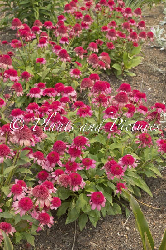 Echinacea ‘Watermelon Sugar’
