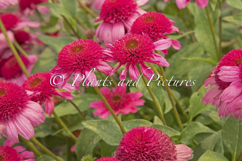 Echinacea ‘Watermelon Sugar’