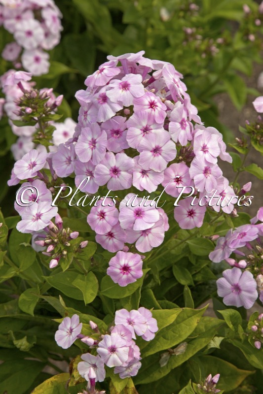 Phlox ‘Fancy Girl’