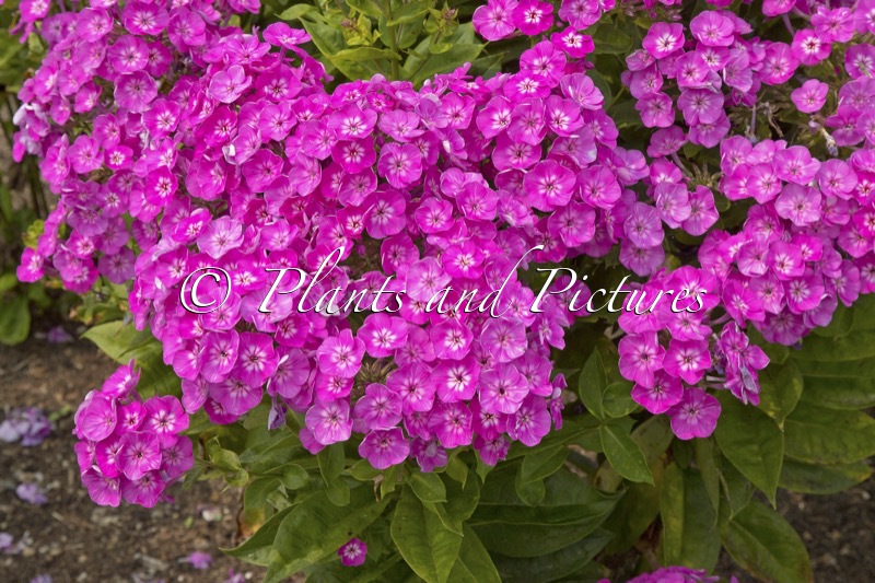Phlox ‘Dream Girl’