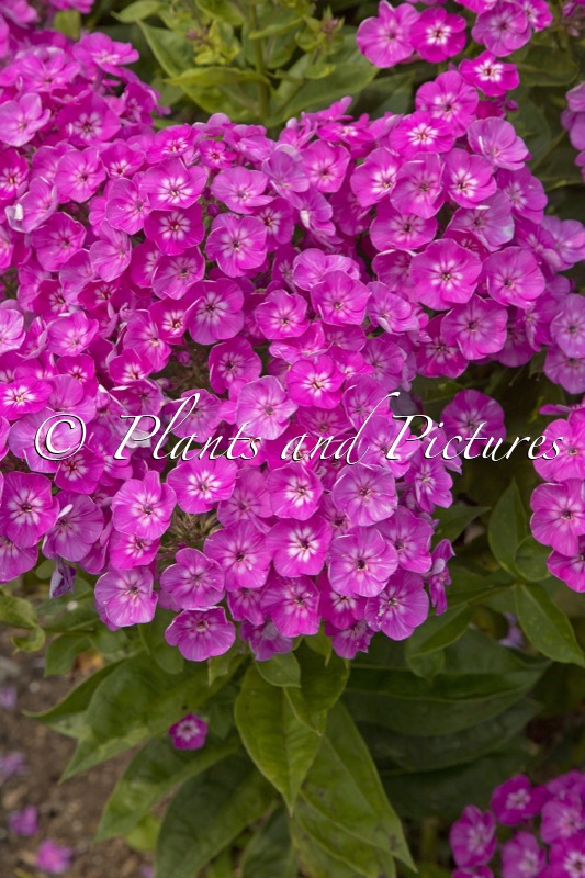 Phlox ‘Dream Girl’