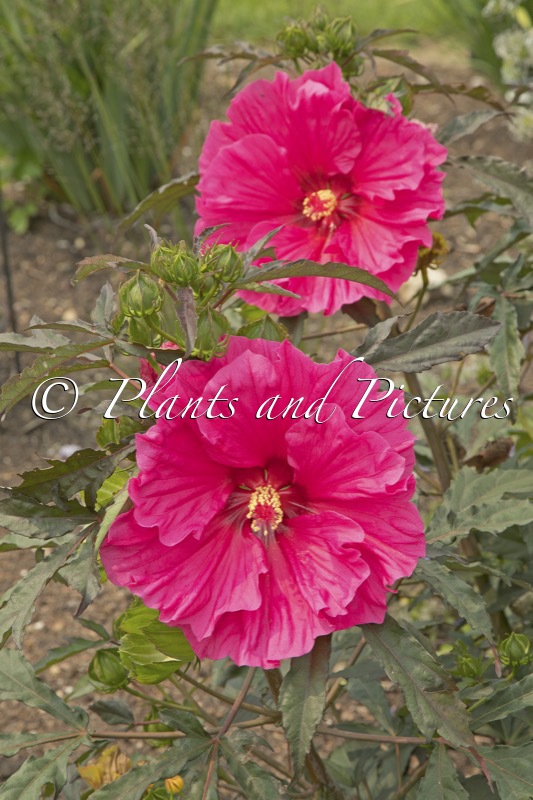 Hibiscus ‘Watermelon Ruffles’