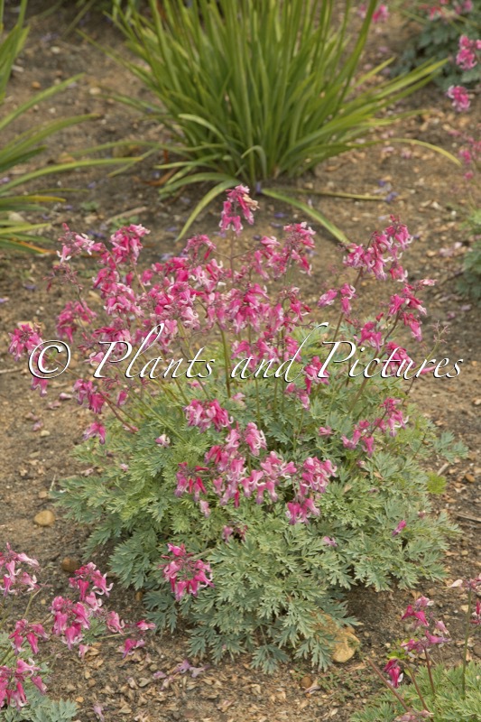 Dicentra ‘Pink Diamonds’