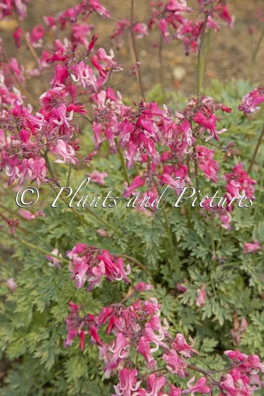 Dicentra ‘Pink Diamonds’