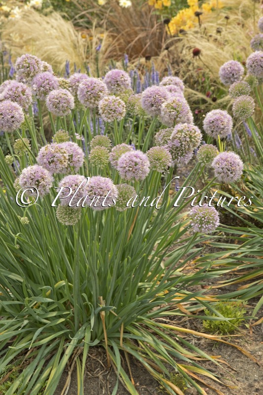 Allium ‘Bubble Bath’