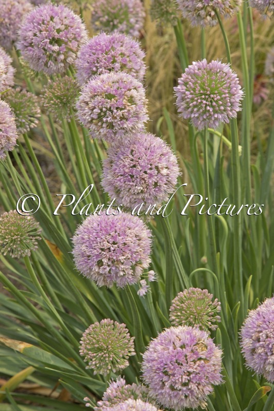 Allium ‘Bubble Bath’