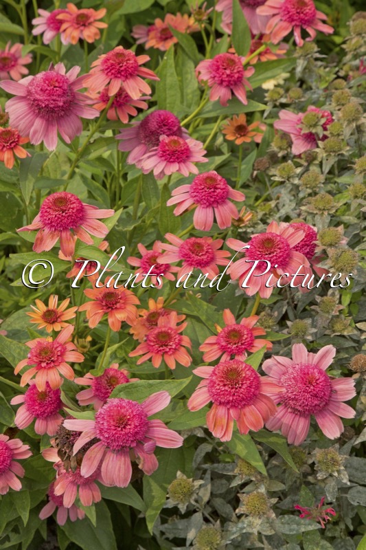 Echinacea ‘Rainbow Sherbert’