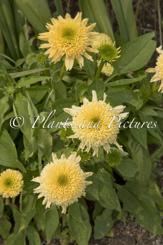 Echinacea ‘Butter Pecan’