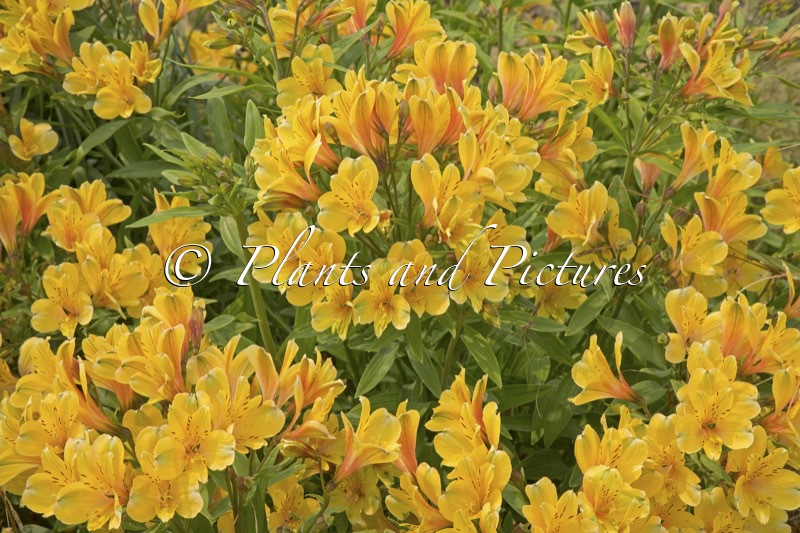 Alstroemeria ‘Golden Tiara’