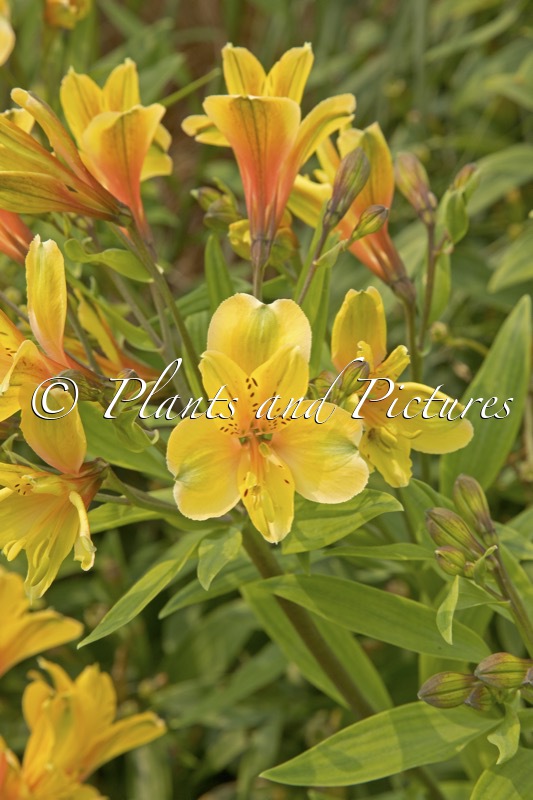 Alstroemeria ‘Golden Tiara’