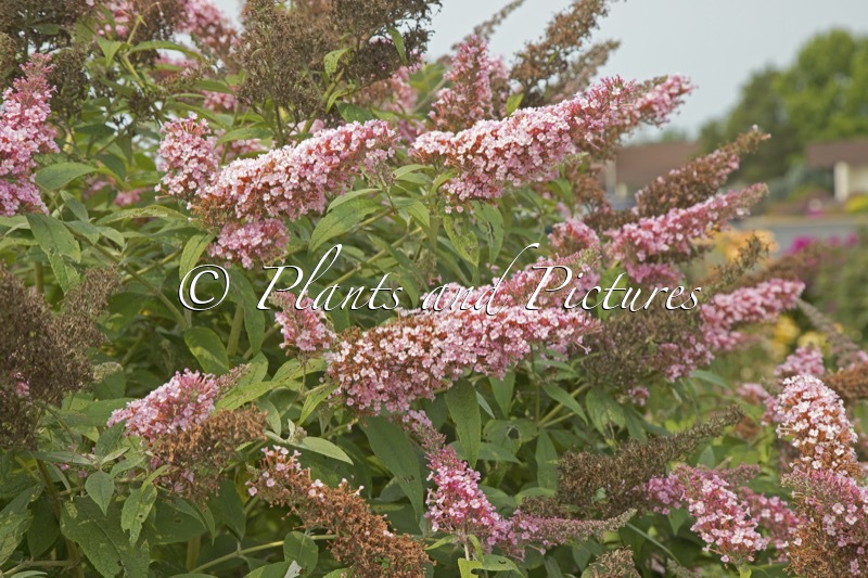 Buddleja ‘Princess Pink’