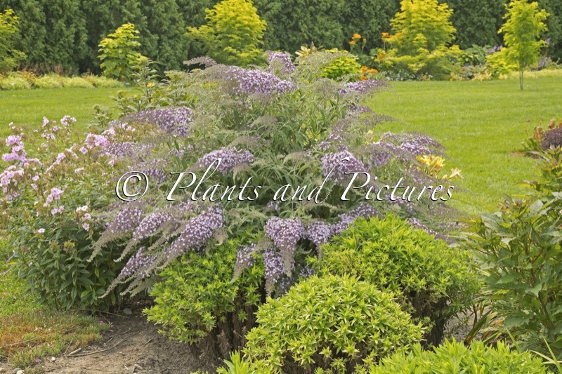 Buddleja ‘Lilac Cascade’