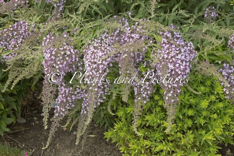 Buddleja ‘Lilac Cascade’