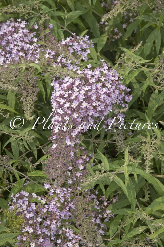 Buddleja ‘Lilac Cascade’