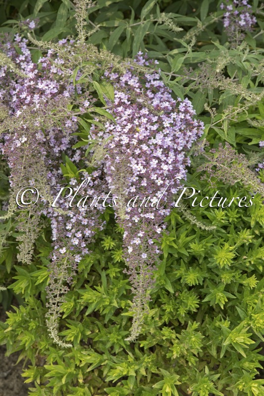 Buddleja ‘Lilac Cascade’