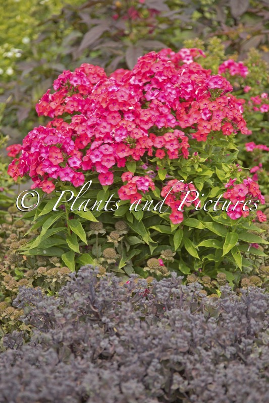 Phlox ‘Sunset Coral’