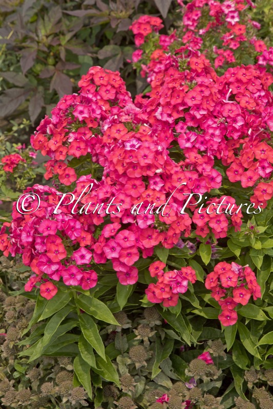 Phlox ‘Sunset Coral’