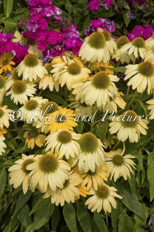 Echinacea ‘The Price is White’