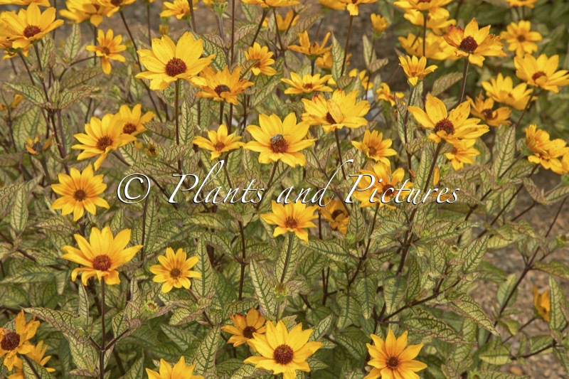Heliopsis helianthoides ‘Touch of Blush’