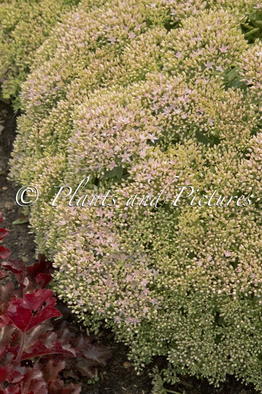 Sedum tatarinowii ‘Pure Joy’