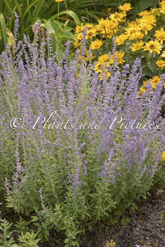 Perovskia atriplicifolia ‘Sage Advice’