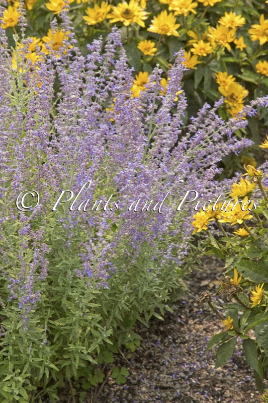 Perovskia atriplicifolia ‘Sage Advice’