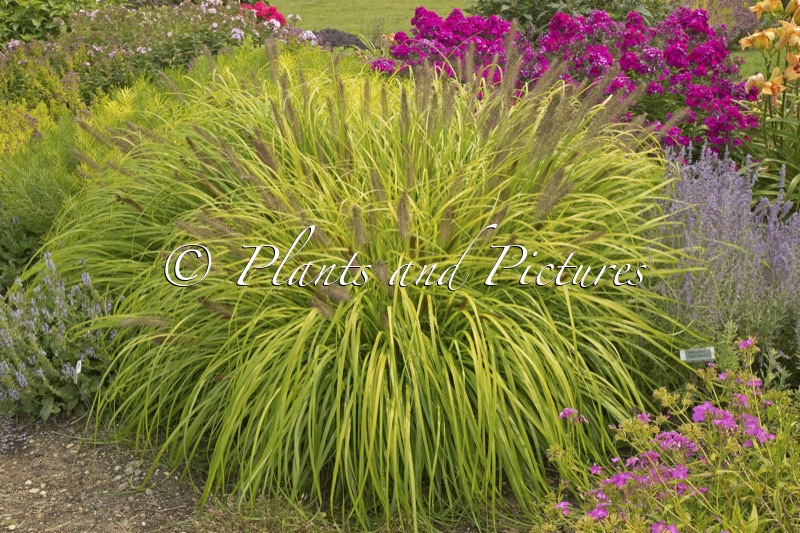 Pennisetum alopecuroides ‘Lemon Squeeze’